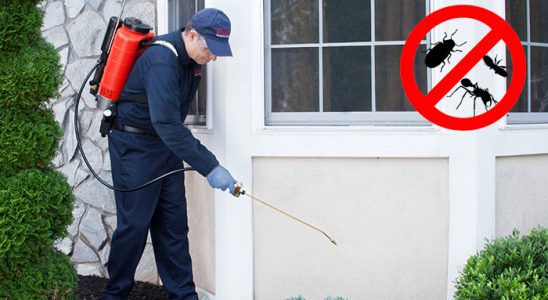 Dedebaşı Kemirgen İlaçlama böcek ilaçlama ve haşere kontrolü — ilaclama-tr.com
